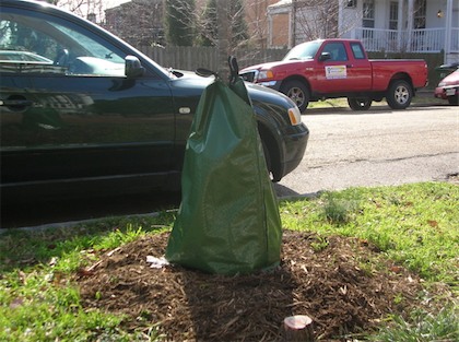 tree watering bag