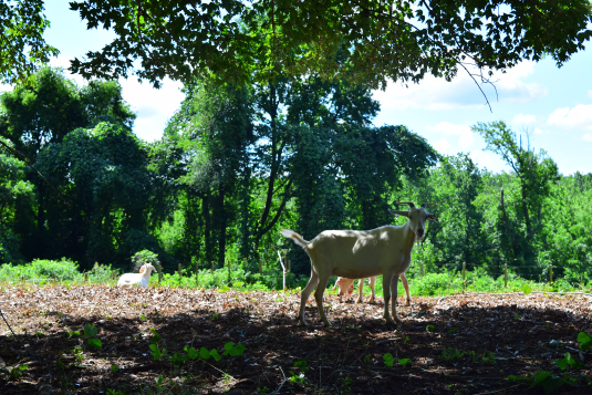 Goats at Chimborazo Park (4)