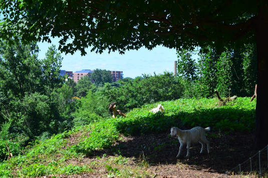 Goats at Chimborazo Park